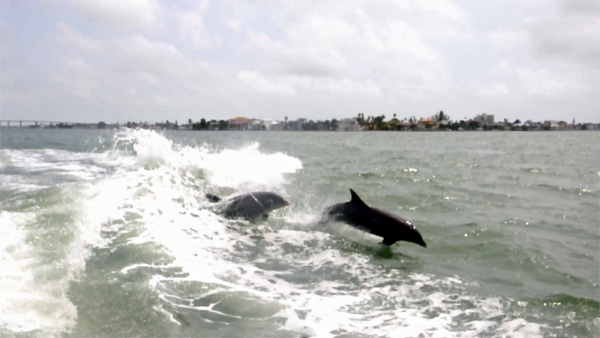 dolphins surfing the wake